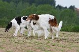 BARZOI 005